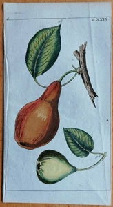 Wilhelm Original Print Colored Botany Bulb (2) - 1800 - Picture 1 of 1