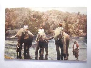 ELEFANTES DE CEILÁN - Imagen 1 de 1