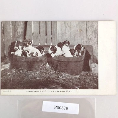 Lancaster County PA Wash Day Puppies 1940s Postcard Photo RPPC Hounds 1944 - Image 1 of 2