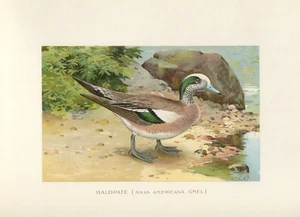 Antique Bird Chromolithograph Print 1900 c Ducks  ~ Your Choice - Picture 1 of 6