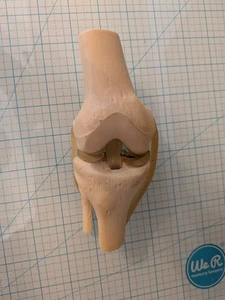 Lebensgroßes anatomisches Anatomie Kniegelenk mit Bändern Modell  - Bild 1 von 4