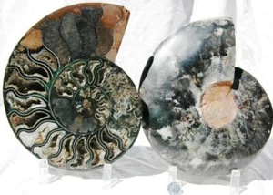 Großes schwarzes Ammonit Paar tolle Kristalle 110myo 110myo FOSSIL 219mm 8,7" a865yy - Bild 1 von 11