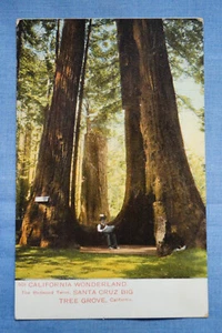 California Wonderland - The Redwood Twins - Santa Cruz Big Tree Grove, CA - Picture 1 of 2
