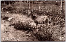 Rocky Mountains A Deer In The Rockies Real Photo Rppc Postcard 