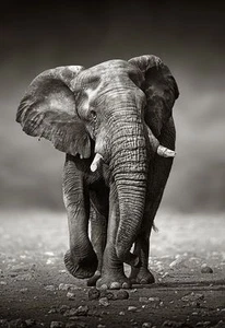 Black & White Elephant Painting Quality 100% cotton Canvas wall home decor - Picture 1 of 1
