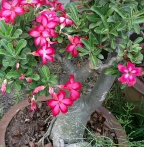2 Adenium Obesum Suculentas Rosa Desierto - Picture 1 of 3