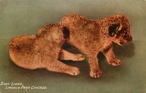 Postal Baby Lions Lincoln Park Chicago dividida 1911 - Imagen 1 de 2