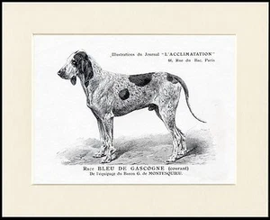 GRAND BLEU DE GASCOGNE LOVELY DOG PRINT MOUNTED READY TO FRAME - Foto 1 di 1