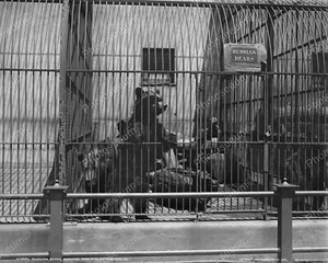 Russian Bear Pittsburg PA Zoo 1900 Vintage 8x10 Reprint Of Old Photo - Picture 1 of 1