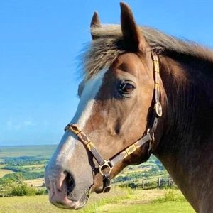 POLO English Leather Headcollar / Halter Embroidered Quality - ON SALE - Picture 1 of 10