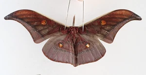SA26122. Unmounted insect: Antheraea sp. North Vietnam. - Picture 1 of 3