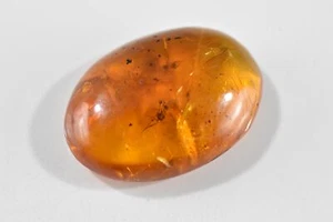 Insect Trapped in Fossil Amber - Picture 1 of 6