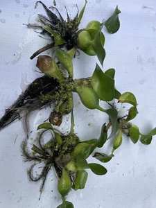 WATER, -BABY- HYACINTH POND, 100%,ORGANIC.GROWN, CALIFORNIA. 20 Pcs $35.00. - Picture 1 of 5