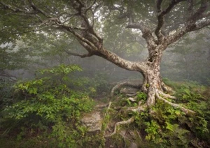 Photo Wall Mural-MYSTIC TREE-(1237)-NON WOVEN-Wallpaper-Green Forest Nature XXL - Picture 1 of 1