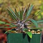 Silver Madagascar Palm - Pachypodium Geayi Cactus Cacti Succulent Real Live Plan