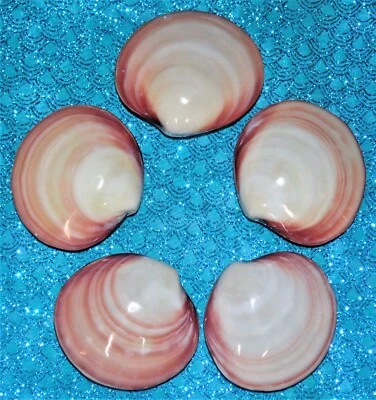 POLISHED CODAKIA TIGERINA PAIR SEA SHELL TROPICAL AQUARIUM - Image 1 of 4