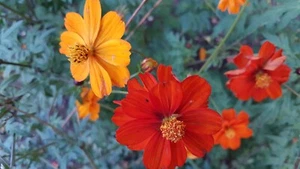 Cosmea * Schmuckkörbchen * gelb orange * 30 Blumensamen * handverlesen - Bild 1 von 1