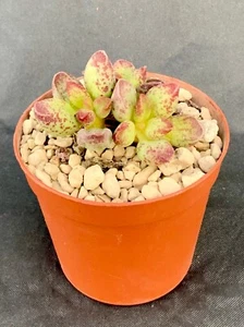 Adromischus Marianiae Ausspannkerze NBG075 Topf ø 7,5 - Bild 1 von 1