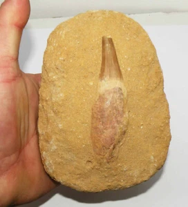 Mosasaurus beaugei Zahn auf rekonstituierter Matrix (Marokko - 082 * ) - Bild 1 von 8