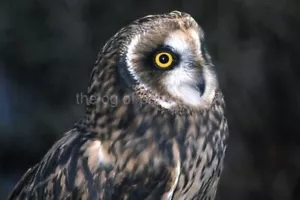 FOUND 35 mm BIRD SLIDE PHOTO Transparency OWL 42 LA 89 J - Picture 1 of 1