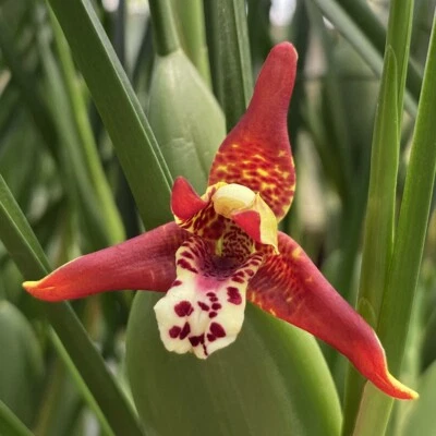 Orquídea de coco 'Green Valley' en maceta de 4" Maxillaria Tenuifolia planta híbrida de interior Foto 1 de 4