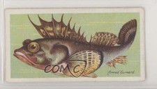 1904 ITC of Canada Fishes of the World Tobacco Armed-Gurnard #ARGU z6d