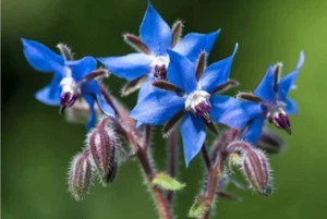 50 + BORAGE SEEDS AUTUMN HERB GARDEN PEST REPELLENT NON-GMO STAR FLOWER USA - Picture 1 of 2