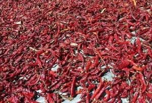 Indian Whole Red Chilli Mathania Lal Mirch Stemless Premium A+ Grade- Free Ship - Picture 1 of 3