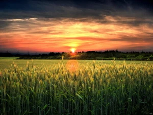 V5548 Amazing Field Sunset Dusk Beautiful Nature Decor WALL POSTER PRINT UK - Picture 1 of 13