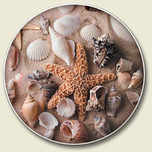 Montaña rusa de piedra para coche Beach Sea Shells - UNA montaña rusa para coche Foto 1 de 1