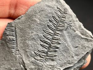 Carboniferous plant fossil, Fossilien, Karbon, France, fern, Farn