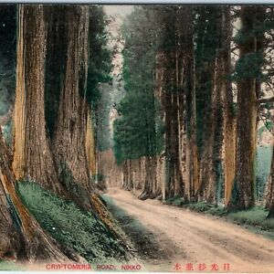 c1910s Nikko, Japan Cryptomeria Road Hand Colored Collotype Photo Postcard A57