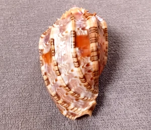 Harpa nobilis 60 mm F+++ costillas gruesas, bonito patrón ¡¡GUAU!!! - Imagen 1 de 6