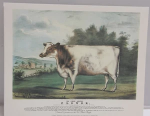 Cow Prize Heifer Flower Stenigot - 8x10" Selavy - Printed Italy - NEW - Picture 1 of 3
