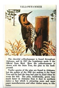 Postal de colección - Yellowhammer Bird - Imagen 1 de 2