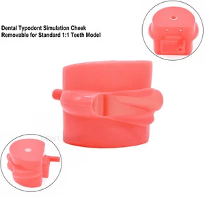 Modelo de dientes tipo Kilgore NISSIN 200/500 de simulación de goma dental ajuste suave - Imagen 1 de 8