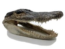 Alligator Head 5 to 7 Inches Genuine Taxidermy Gator