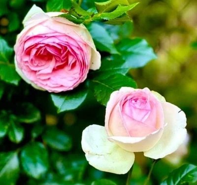 Climbing Rose Rosa Eden Climber Live Starter Plant Semi Dormant  - Image 1 of 4