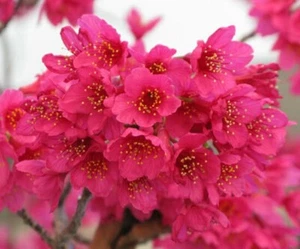 Taiwanese Pink Cherry Blossom Tree seeds - Prunus Campanulata - Bild 1 von 3
