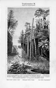 1905 TROPICAL FERNS & PALM TREE ENGRAVING ILLUSTRATION PRINT 1 PAGE - Picture 1 of 3