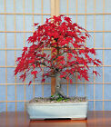 Bonsai Drzewo POCZTÓWKA Klon japoński Acer Steve Greaves Art Photo Card Czerwony liść