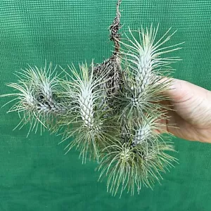 Tillandsia funckiana ‘Marron’ (2-3cm) Air Plant, (Auto Combine Postage) - Picture 1 of 3