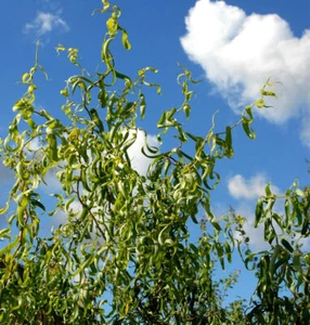 Korkenzieherweide 80-100cm - Salix matsudana - Bild 1 von 1