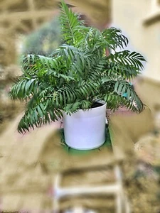 Bergpalme, Zimmerpflanze auf Hydrokultur - Bild 1 von 7