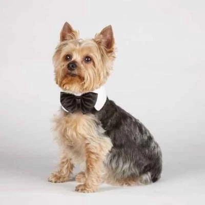 EAST SIDE COLLECTION Cute HIGH QUALITY pattern dog cat pet bowtie collar and leash