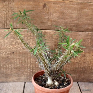 D4457 EUPHORBIA ROSSII Pot15-H28-W24 cm MaMa Cactus - Imagen 1 de 4