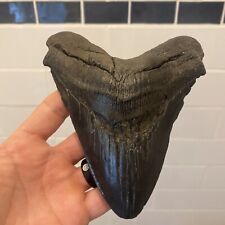Very Large 5.76 Megalodon Tooth No restoration 100% Natural