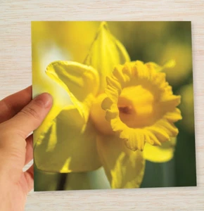 Narzisse Dankeskarte Frühlingsblumen gelbe Narzisse - portofrei - Bild 1 von 9