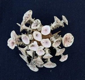 Sea urchin Goniocidaris clypeata / Deep sea urchin - Picture 1 of 2