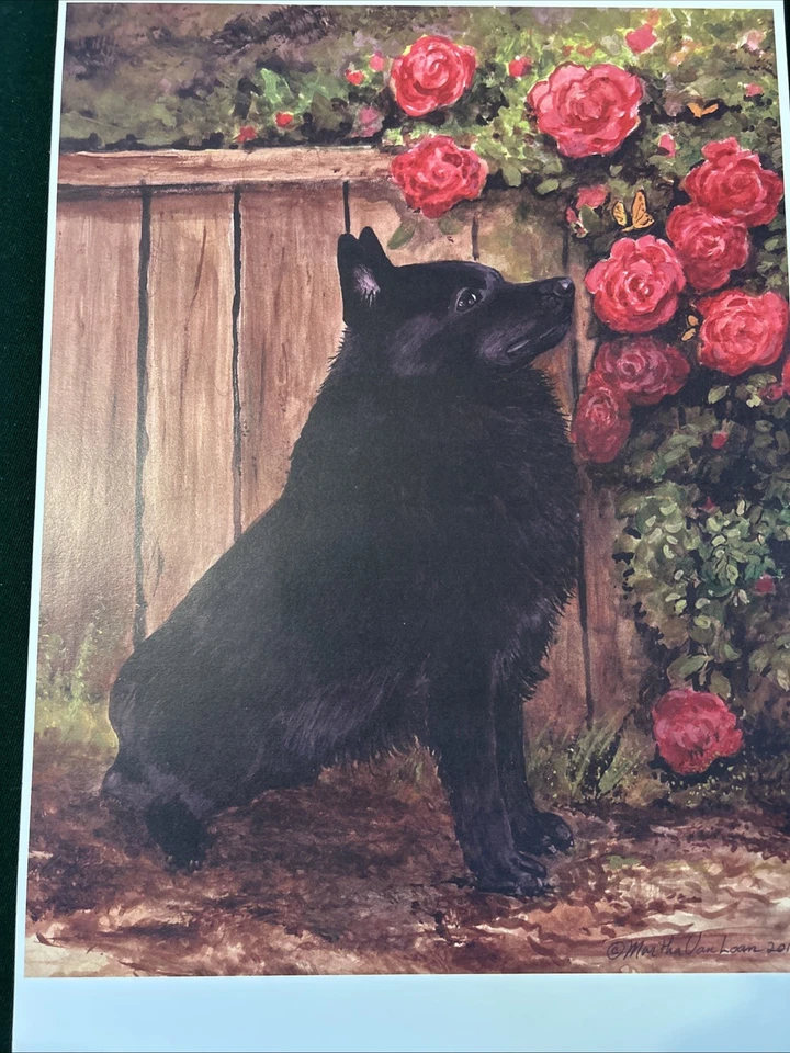 Schipperke в саду цветная печать от Martha Van Loan 11x17 - Изображение 1 из 1